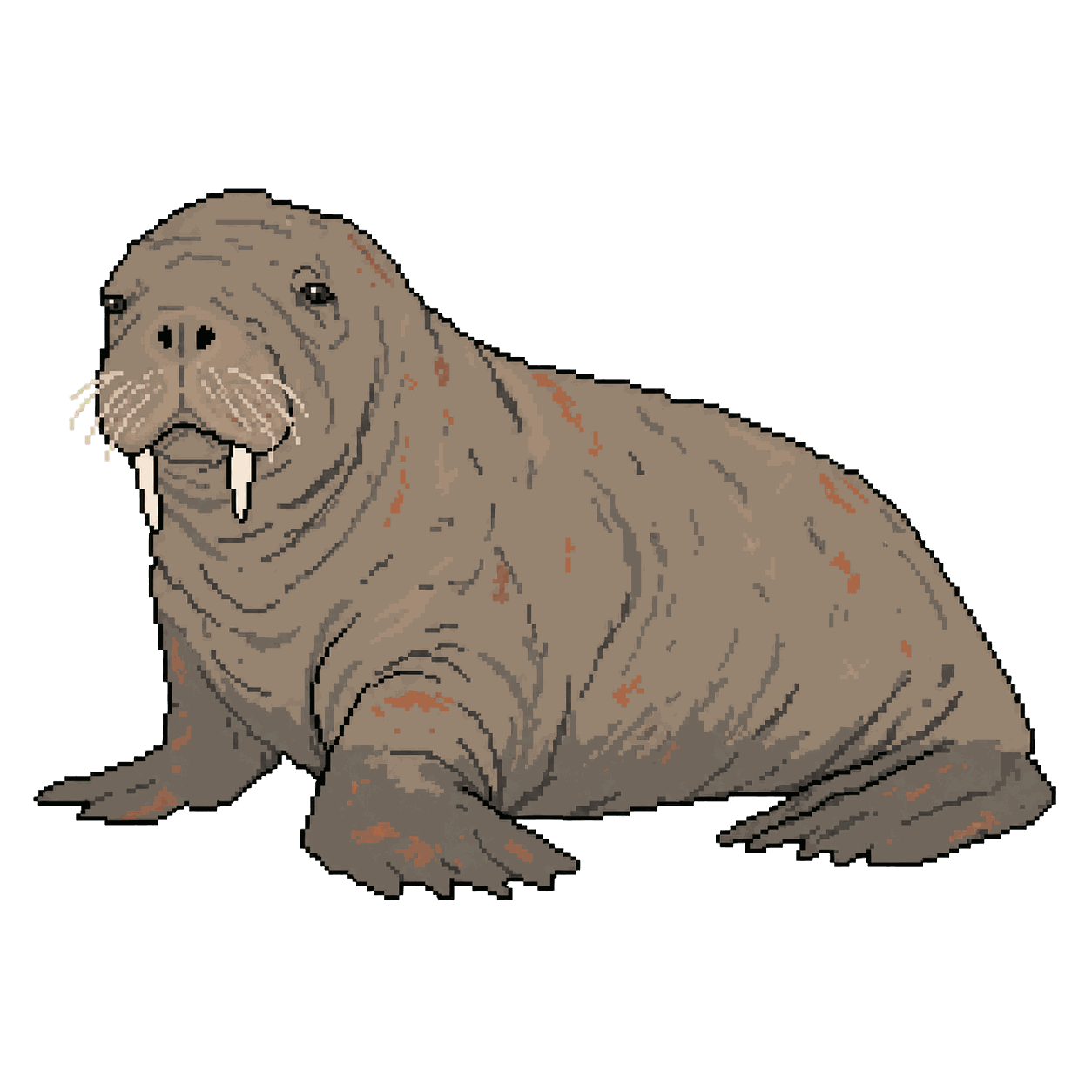 Freya, a walrus