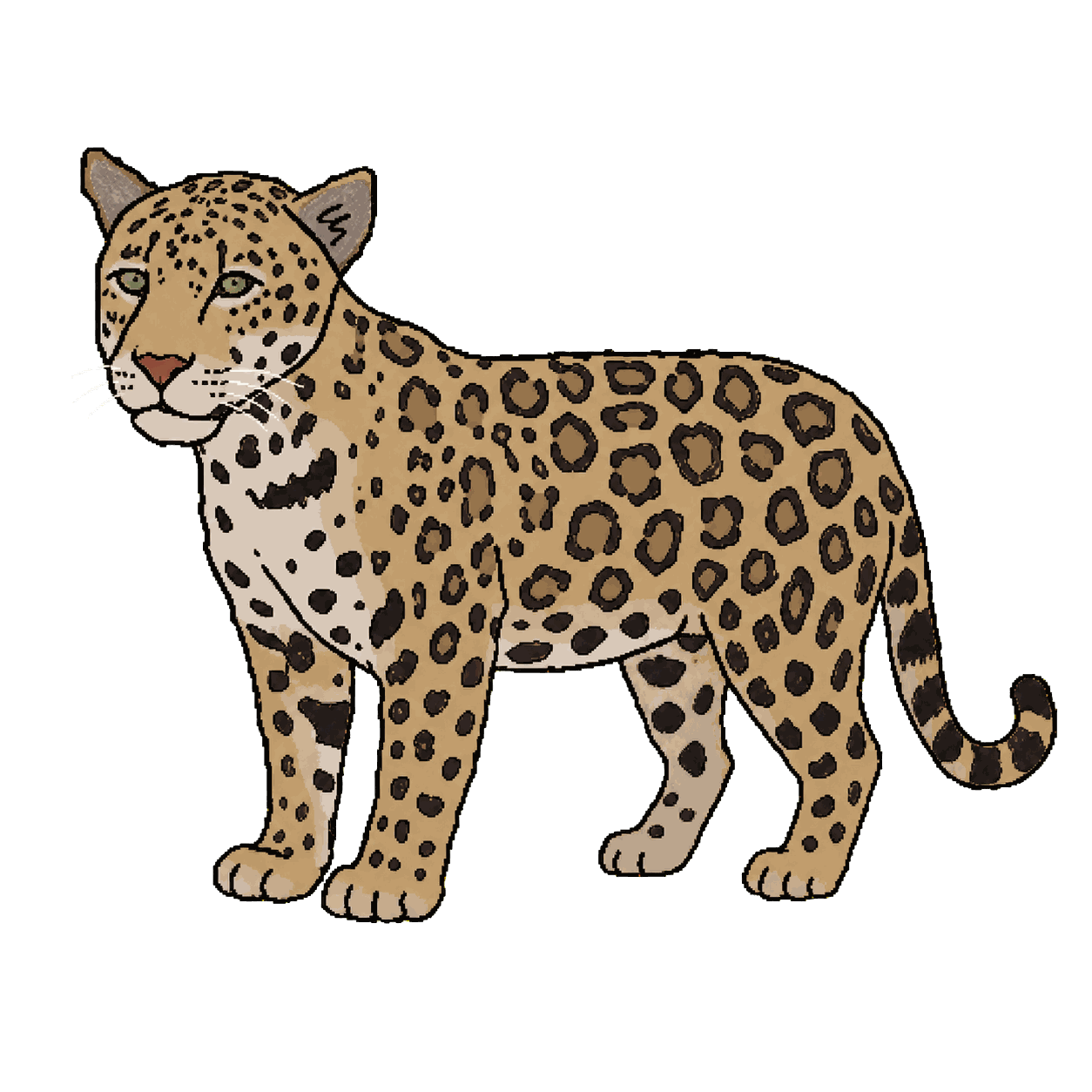 Juma, a jaguar